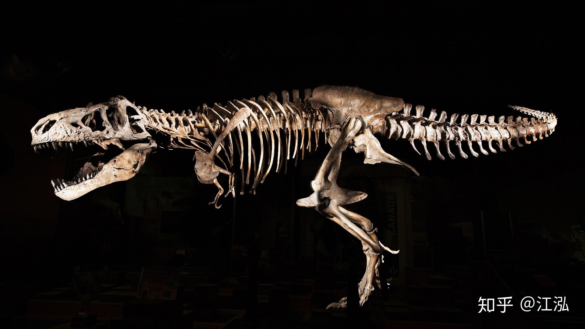 恐龙的化石照片霸王龙图片