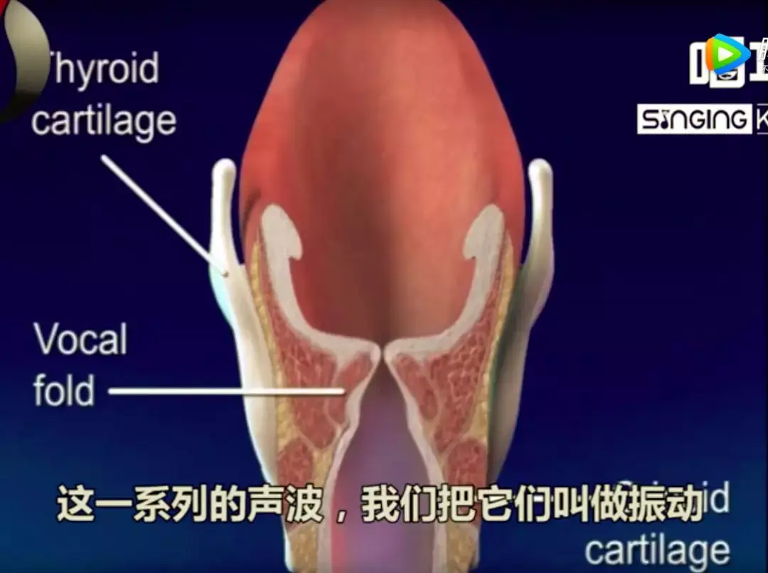 歌者必看!声带是如何工作的? - 知乎