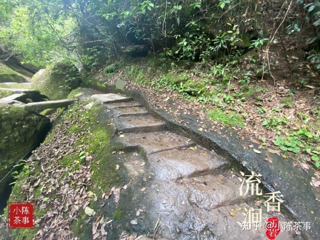 同为三坑两涧,为什么流香涧的岩茶这么少见?花3分钟看完涨知识 - 知乎