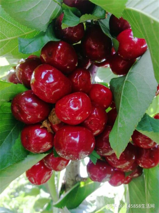 北京房山永强樱桃采摘园果实味美形娇玲珑剔透关键是个头大