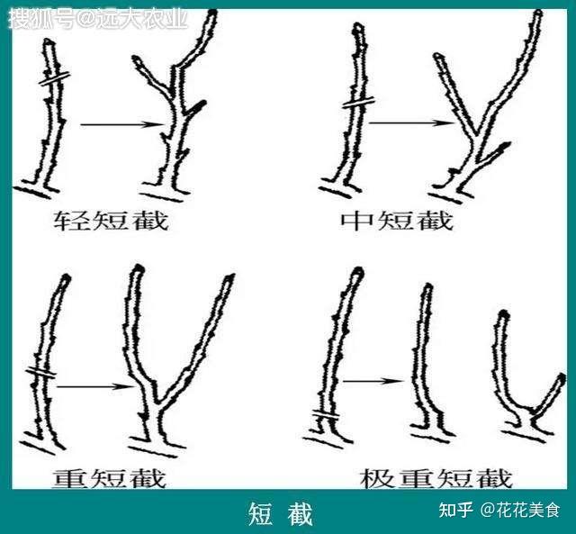 冬季植物修剪要点总结!(干货满满,建议收藏!) - 知乎