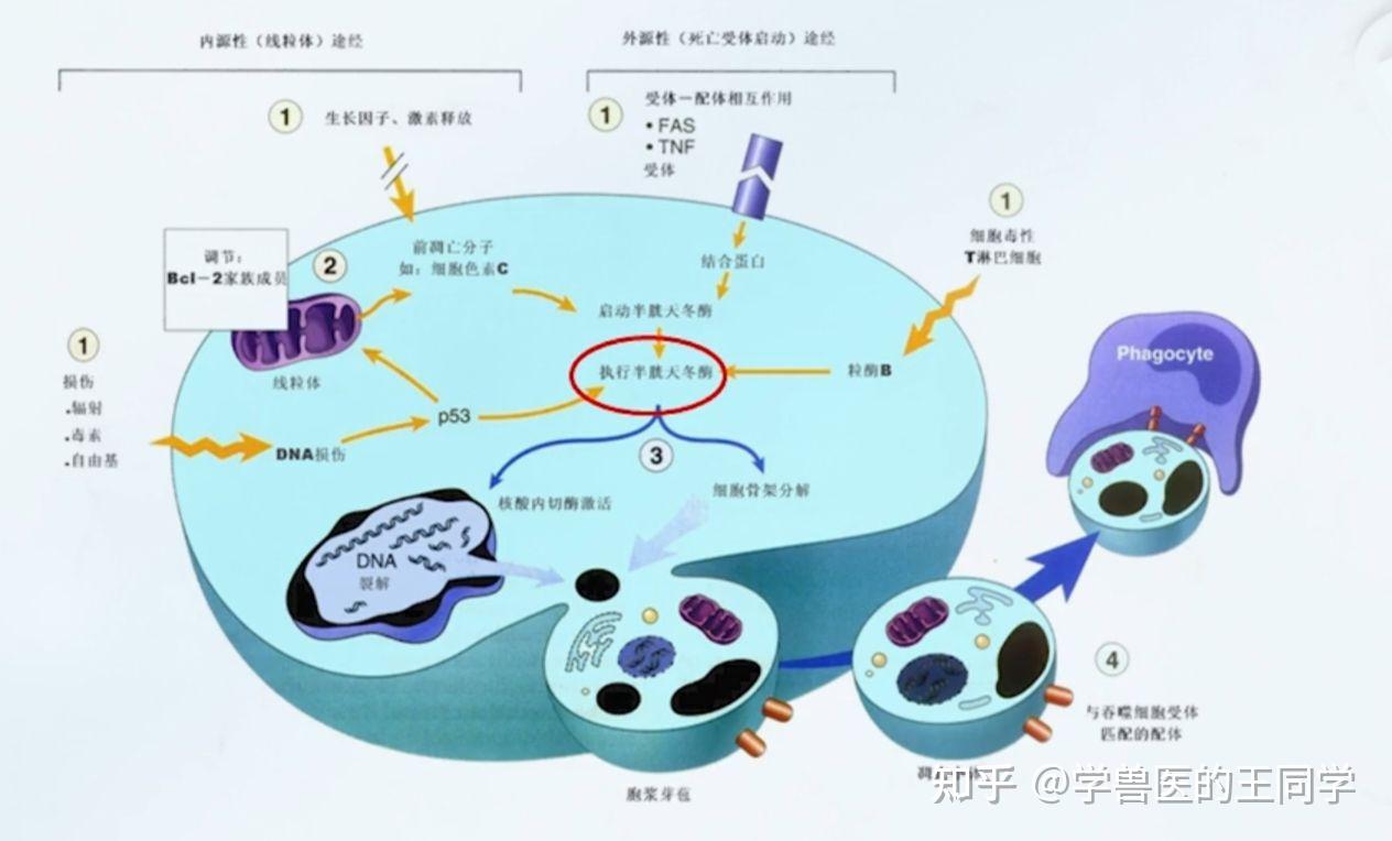 内质网不断扩张并与胞膜融合,形成膜表面的芽状突起,称为出芽