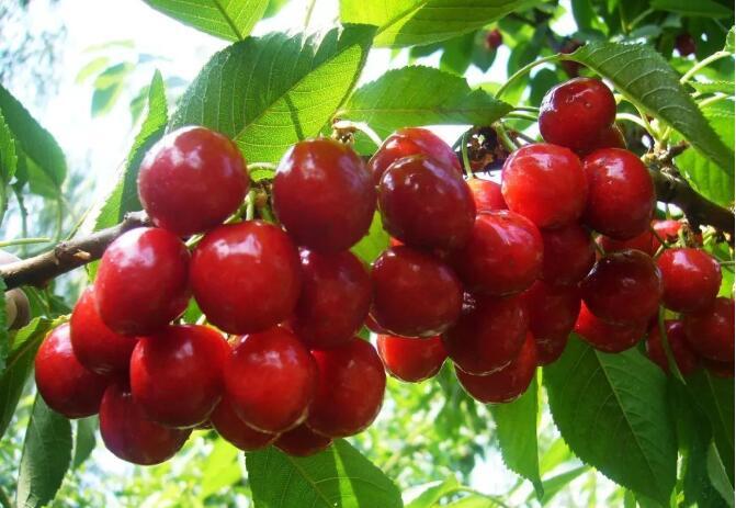 关于大樱桃树"老弱病残"修剪的三大要点!