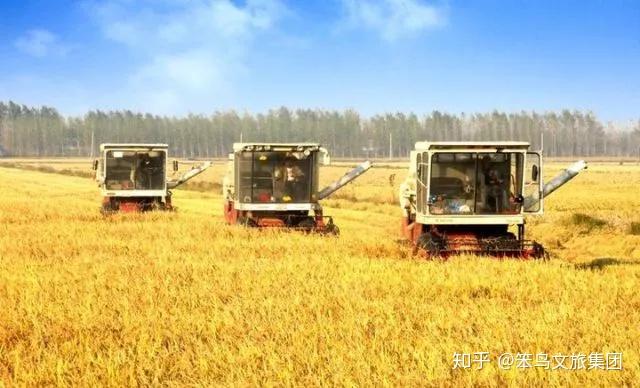 乡村振兴怎么搞,方法措施要选好-笨鸟文旅解析