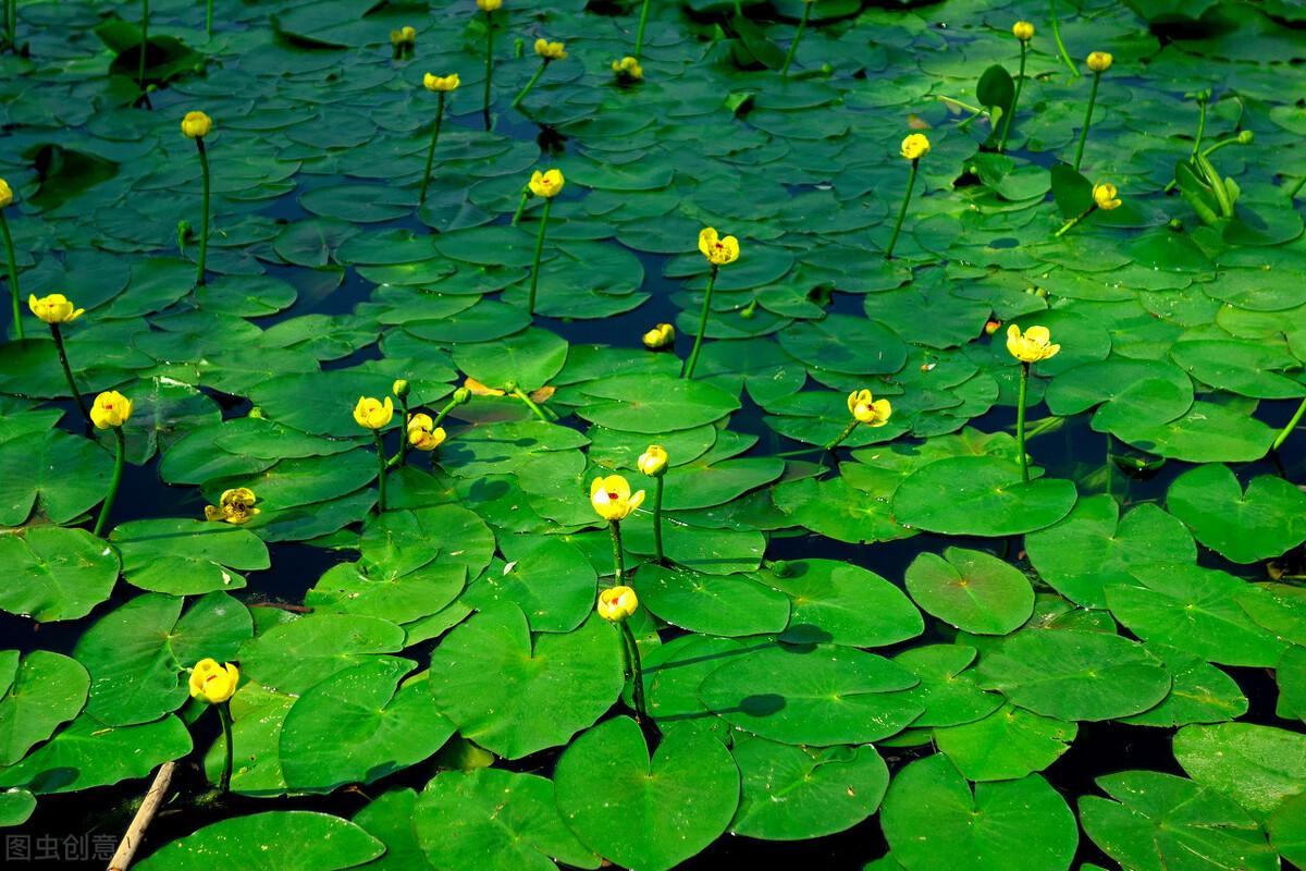 什么是水生植物?水生植物还有哪些分类 - 知乎