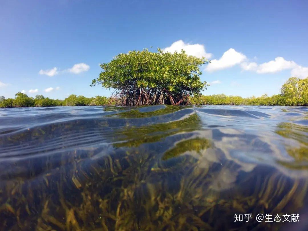【携程攻略】Kalai攀牙湾国家公园景点,水上桂林确实有像，红树林规模令人羡慕，大白菜也很逼真。皮划艇穿越…