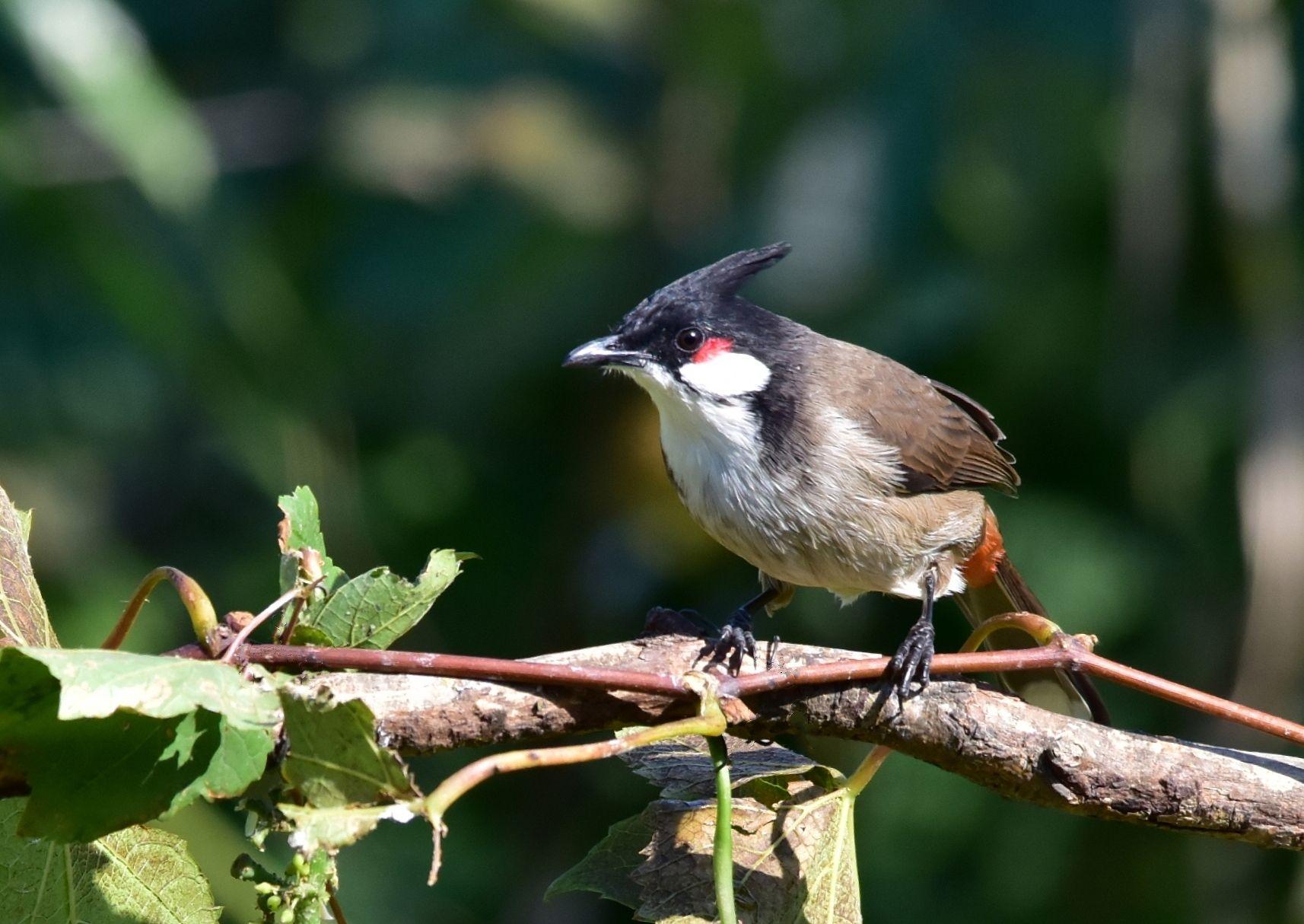 漂亮的红耳鹎鸟