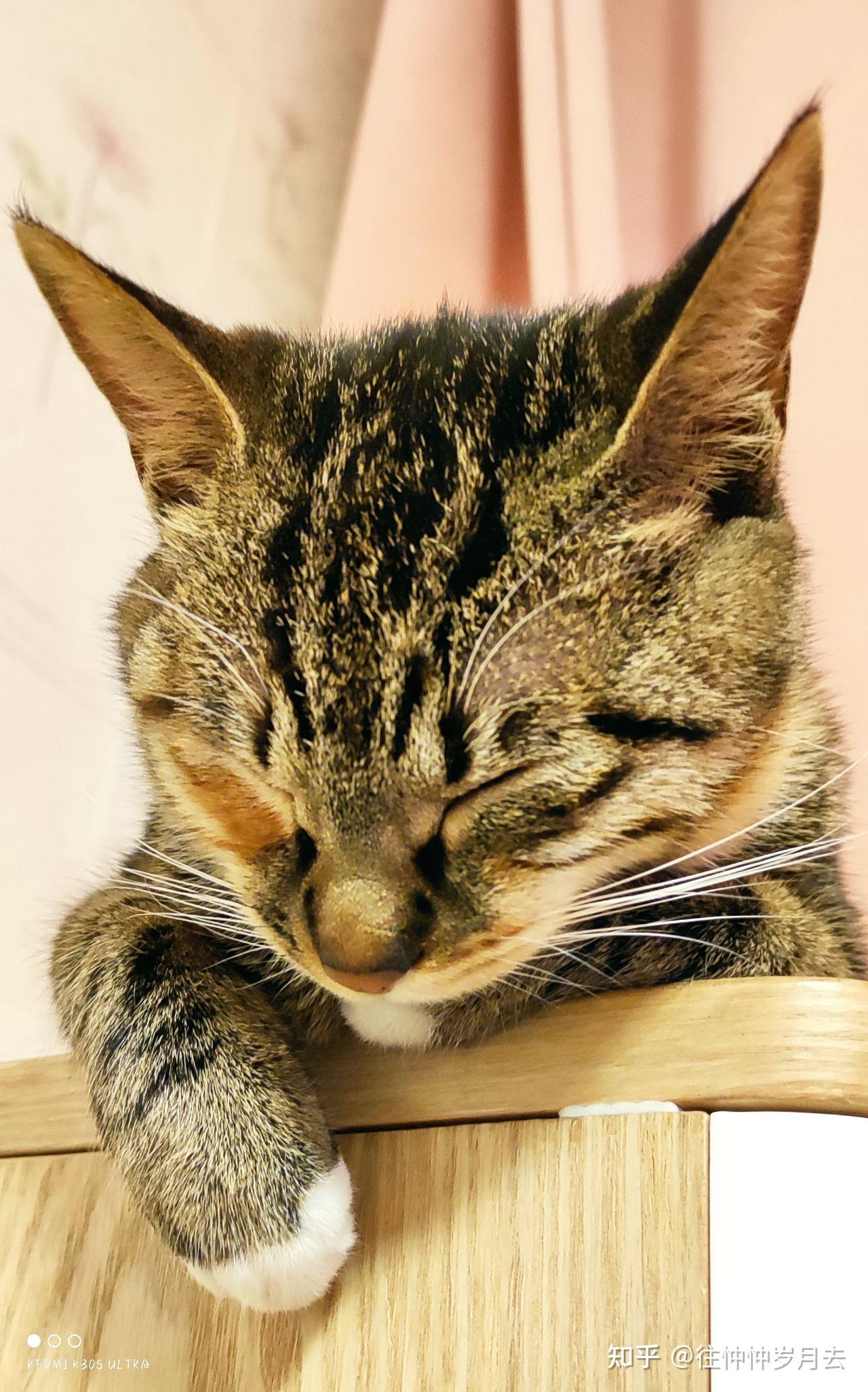 白脚狸花母猫绝育手术及术后恢复记录(完结撒花) - 知乎