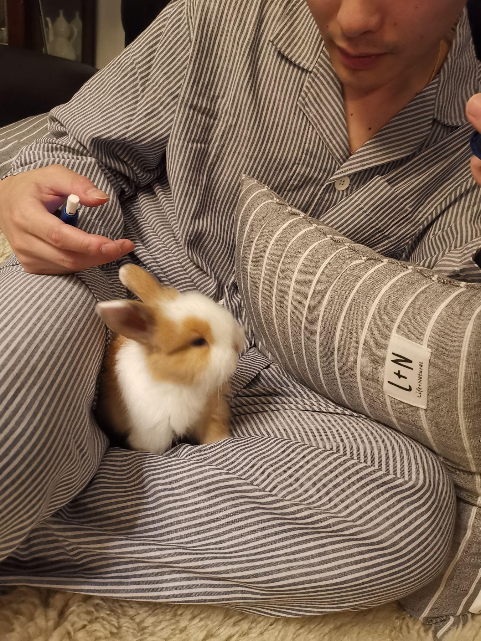 一般兔子可以长多大 v2-cb93a900d4482047df1d5c799a1bfe53_r.jpg