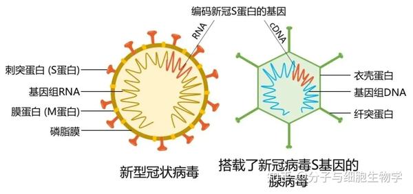 一文读懂新冠重组腺病毒载体疫苗的工作原理 知乎