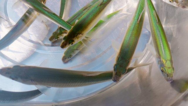 开屏观察从每公斤2000元降到300多元抚仙湖抗浪鱼重回百姓餐桌
