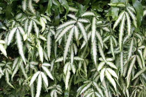 一图识别易混植物(持续更新) - 知乎