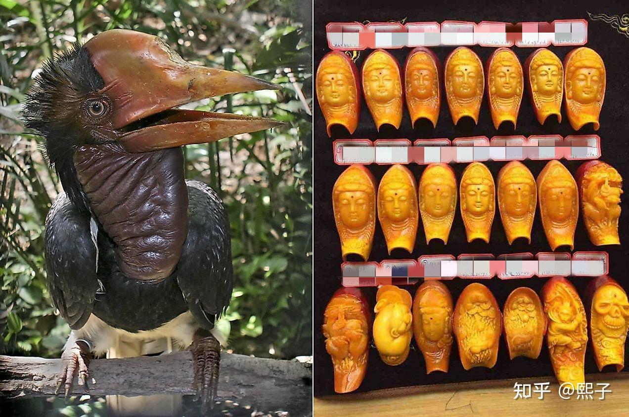 用活鸟雕刻菩萨，一颗卖到80万，仅10年便把盔犀鸟从6000抓到灭族？ #盔犀鸟 #鸟 - 哔哩哔哩