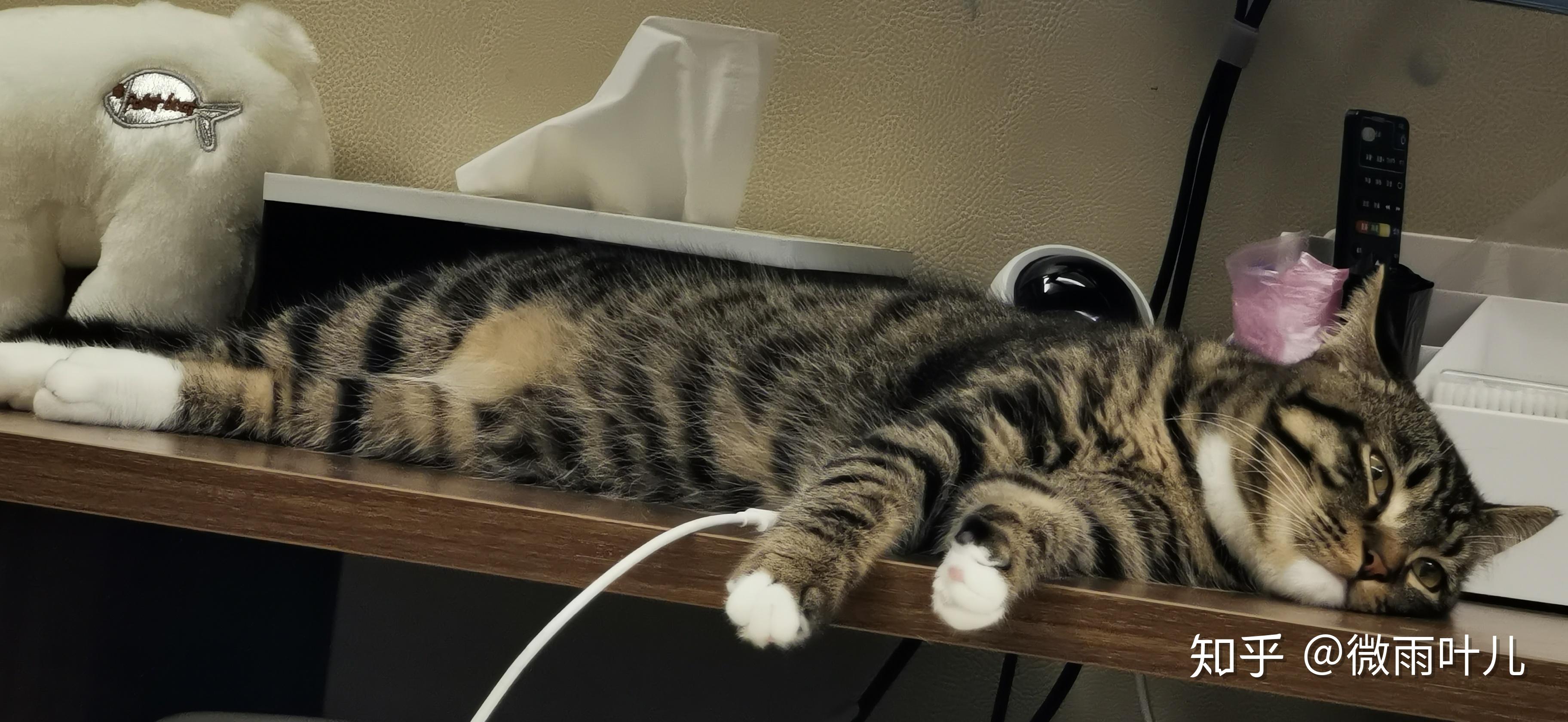 我家的豆豆猫咪