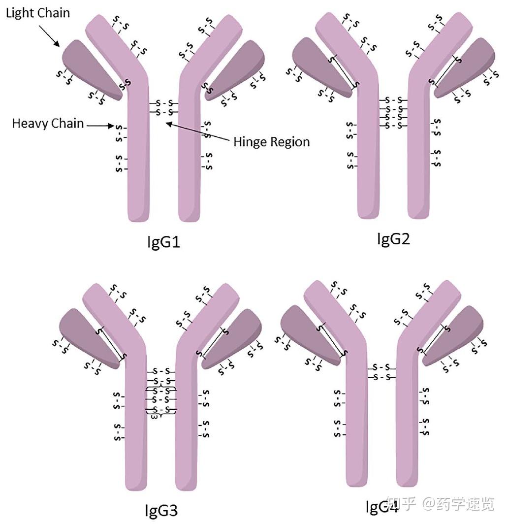 单克隆抗体igg,如igg1,igg2或igg4,他们含有多个二硫键,曾被认为是一
