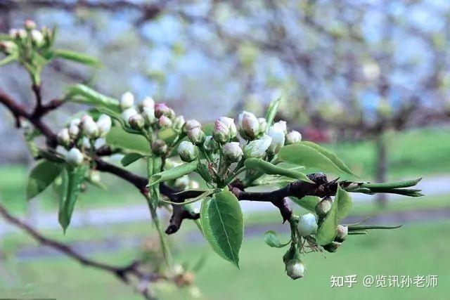 梨树常见树形优缺点及选用建议 - 知乎