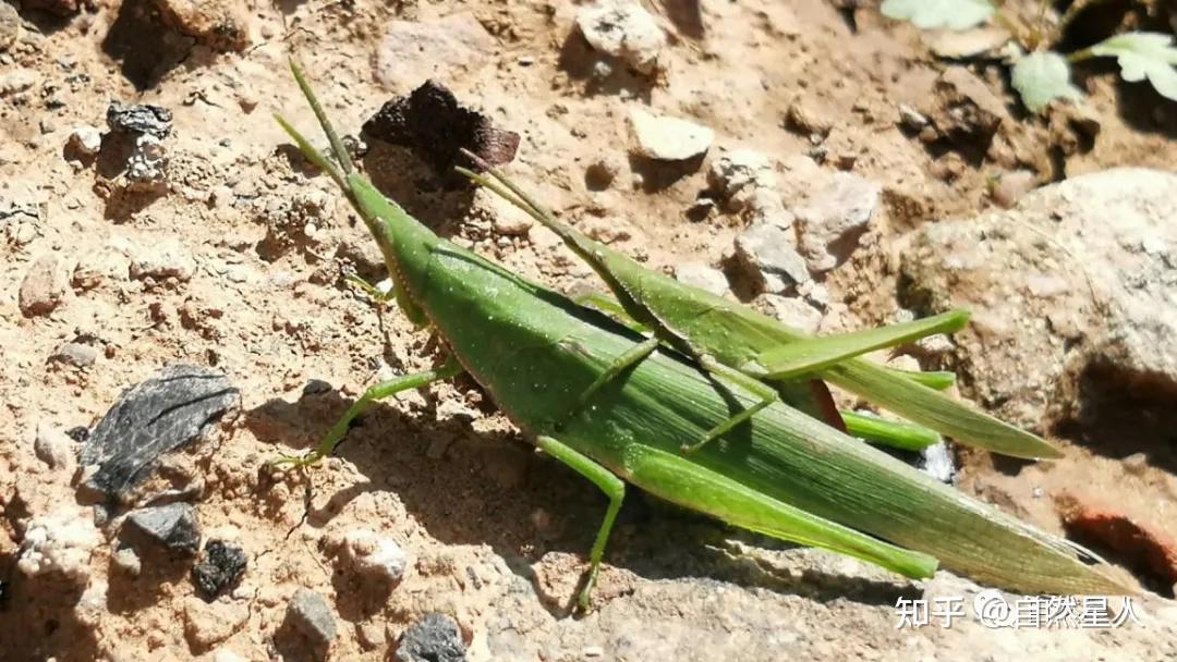 北京奥森观虫短额负蝗