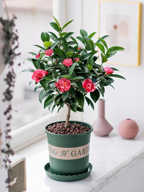 茶花怎么养新手必看v