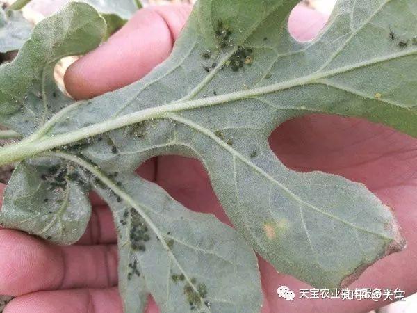 6,病虫害防治小西瓜主要病害有猝倒病,炭疽病,白粉病,霜霉病,害虫主要