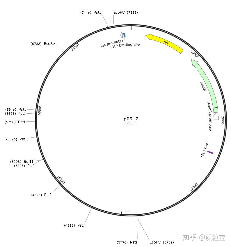 製備dna分子量標準marker質粒