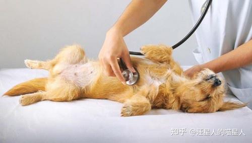 狗狗心脏病发作怎么急救 关键时刻能救命 知乎