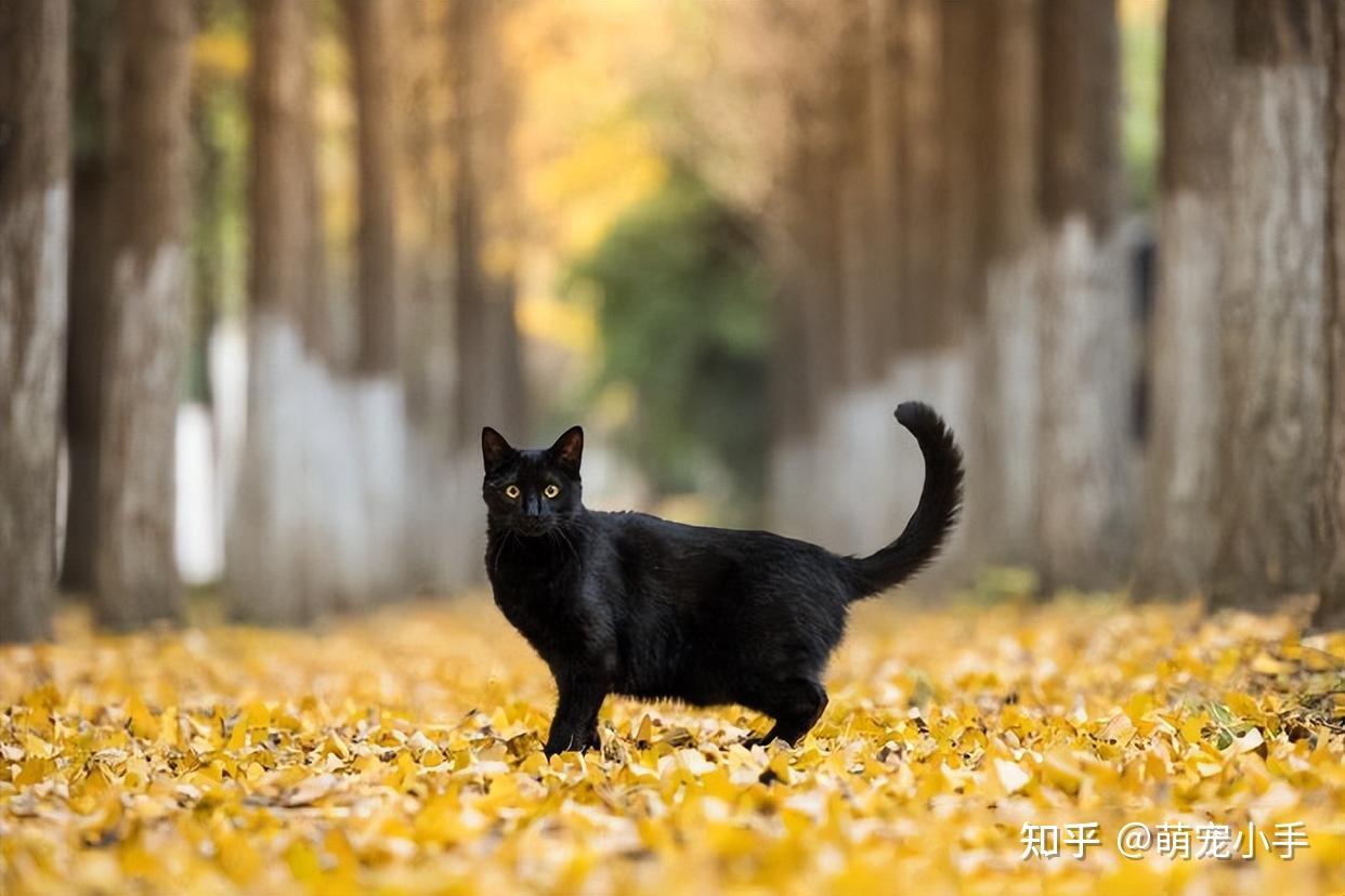 为什么这么少人养“黑猫”，其实原因大家都明白 - 知乎