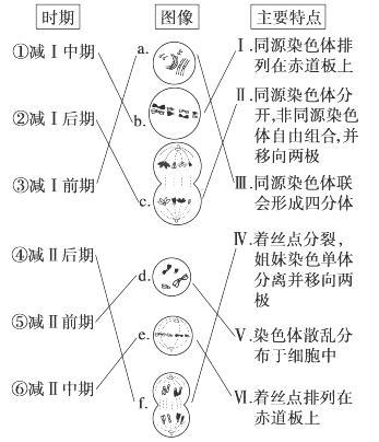 减数分裂和受精作用 知乎