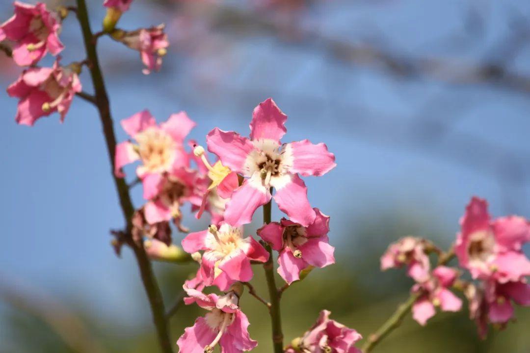 现在走在南方的街头很难不被它砸到吧