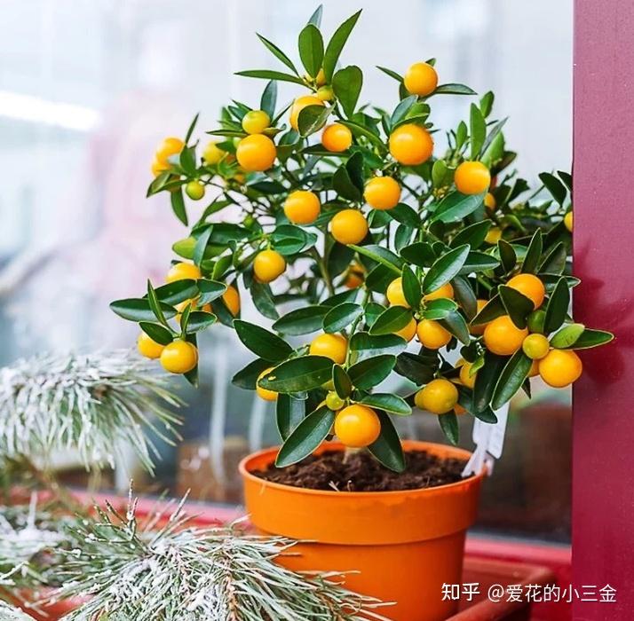 年宵花选购指南(十六):金橘