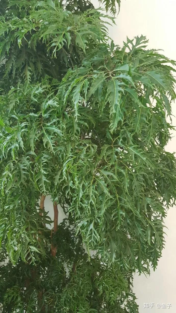 福禄桐(南洋森)的鉴赏与养护 - 知乎