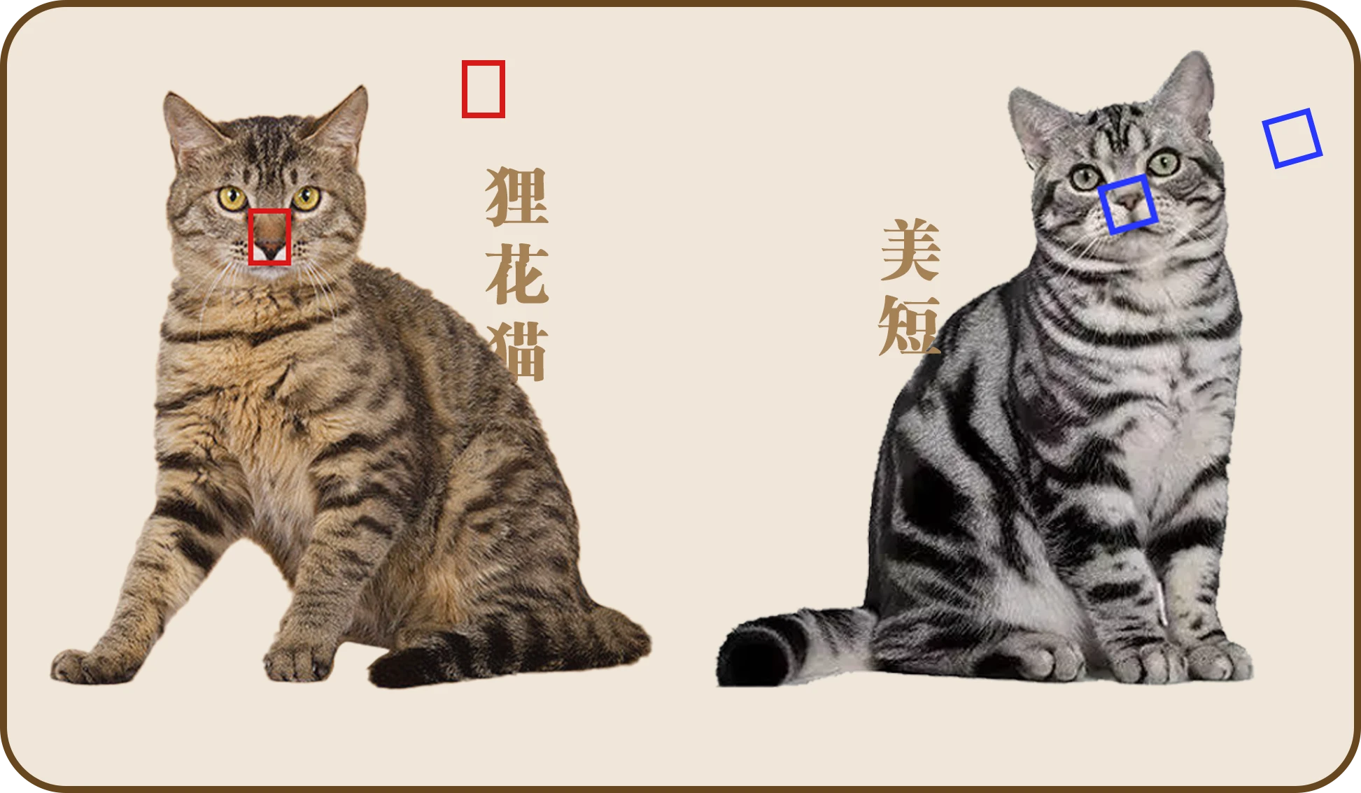 狸花猫科普|国产的灭鼠大队队长 - 知乎