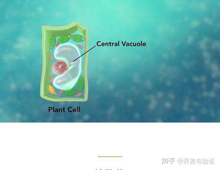 溶酶體回到動物細胞裡,你會看到一種叫做溶酶體的細胞器.