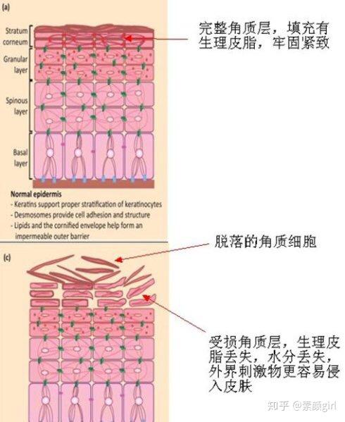 慎入！关于皮肤屏障的干货长文！ - 知乎