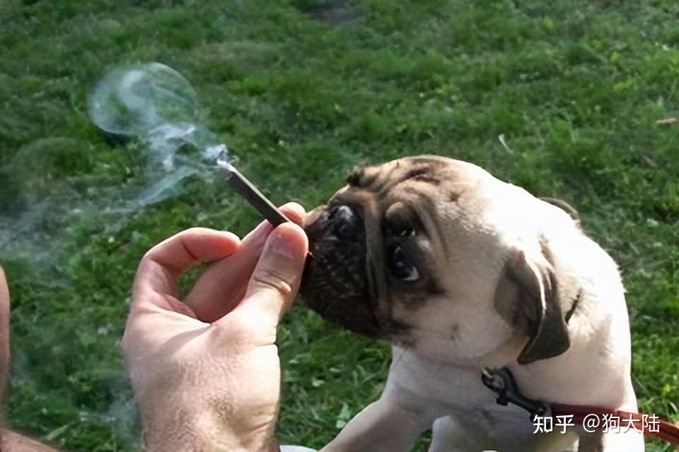 所以兽医劝告,最好别总是在狗狗面前抽烟,对狗子身体伤