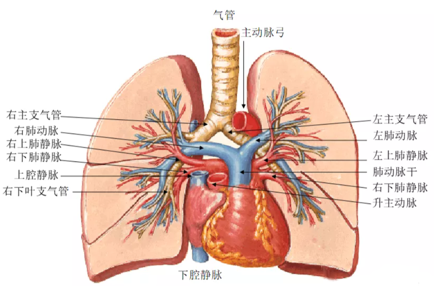肺的动脉和静脉05肺内血液循环04肺内气道03什么是气管02呼吸系统的