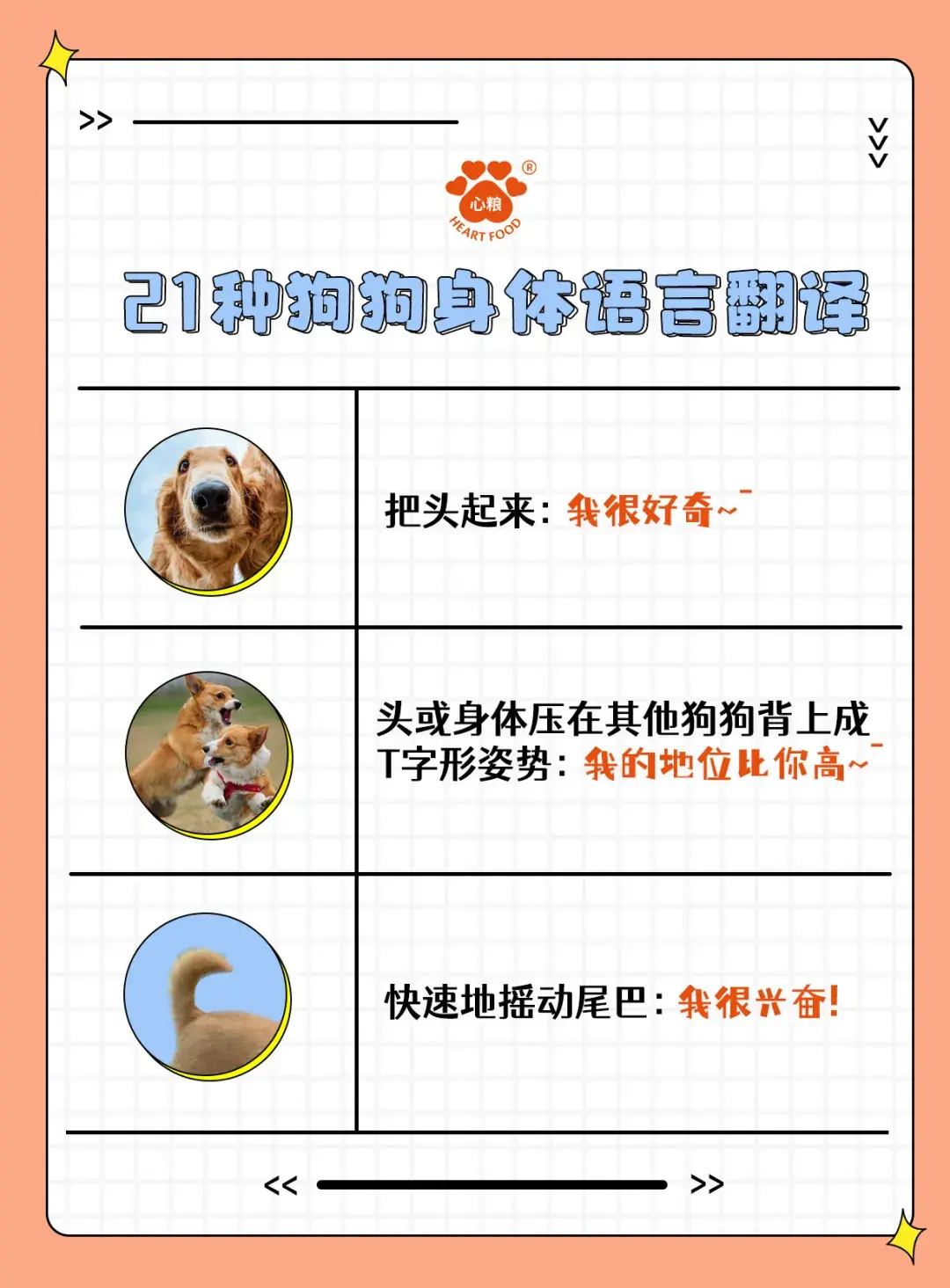 新手养狗21种狗狗身体语言翻译一秒认全