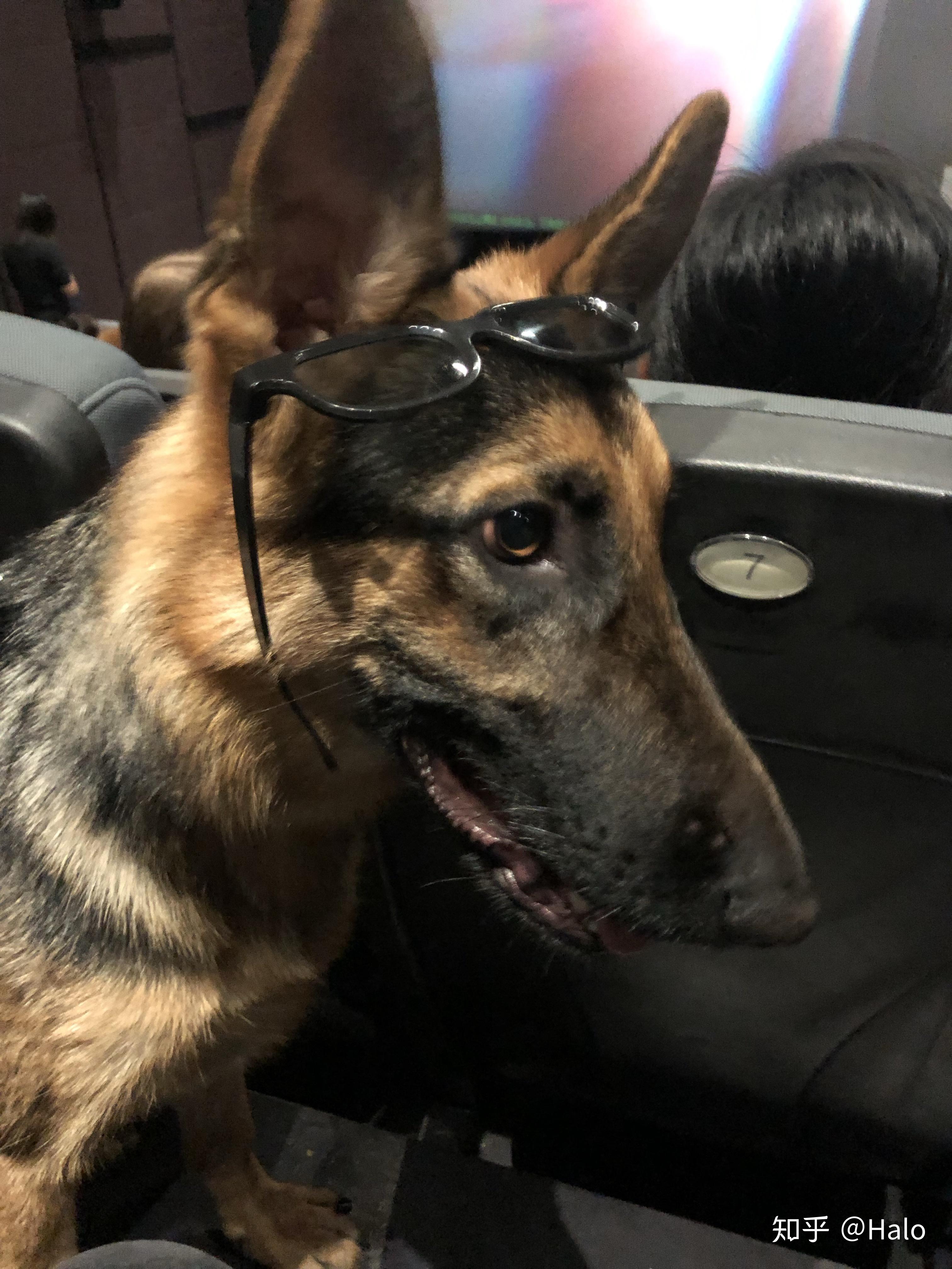 养只大狼狗足矣