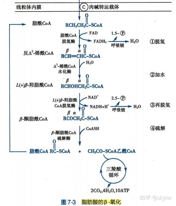 生物化学笔记(临床医学) - 知乎
