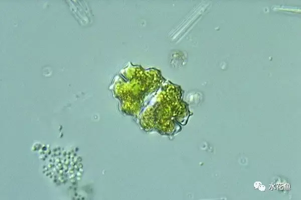 高清图谱(中):水体浮游生物——绿藻门浮游植物46种 - 知乎