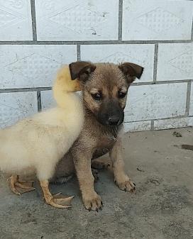 动图封面
