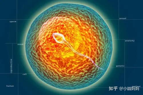 为什么受精卵第三天后,需要养囊到第五天? - 知乎