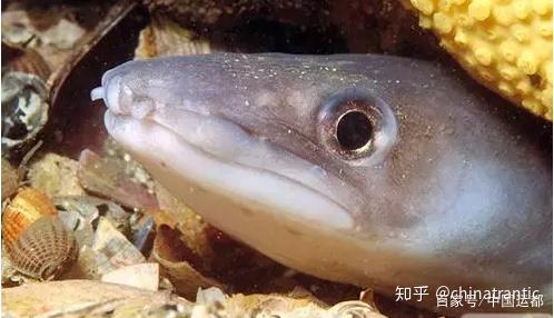 【威海运都】☆海识 | 会“说话”的鱼 - 知乎