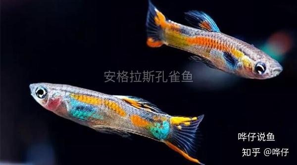 短鲷缸铺什么底砂_简易短鲷缸_短鲷缸过滤