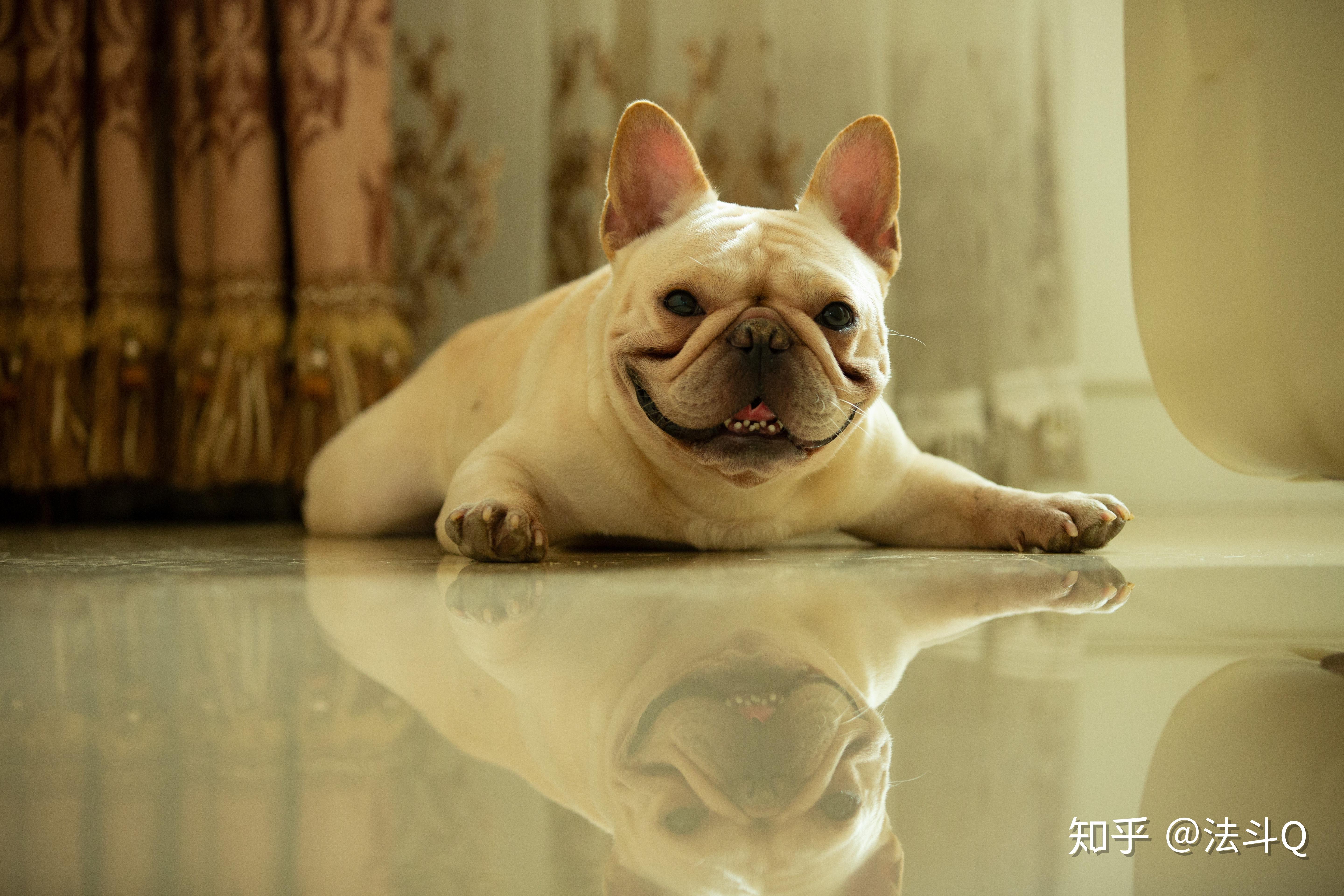 这些法斗饮食的禁忌你都知道吗