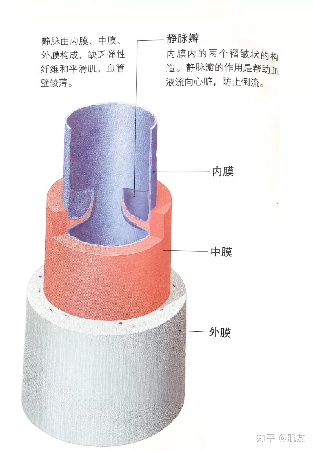 血管的构造-肌友经22讲 - 知乎