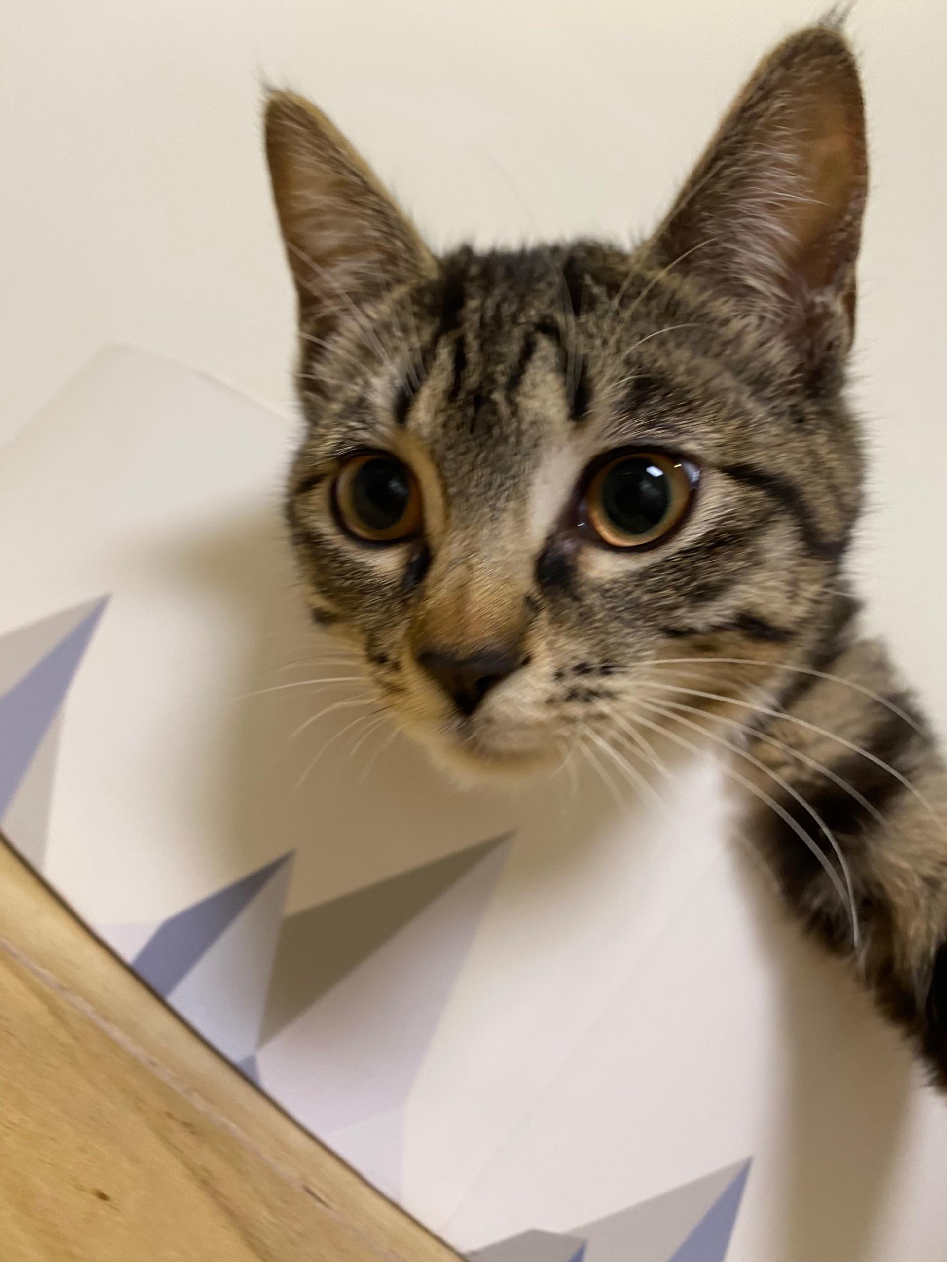 怎么自己在家给猫咪绝育 v2-cc5148a90fa7fd9081d6ecc31e0e3d1b_r.jpg