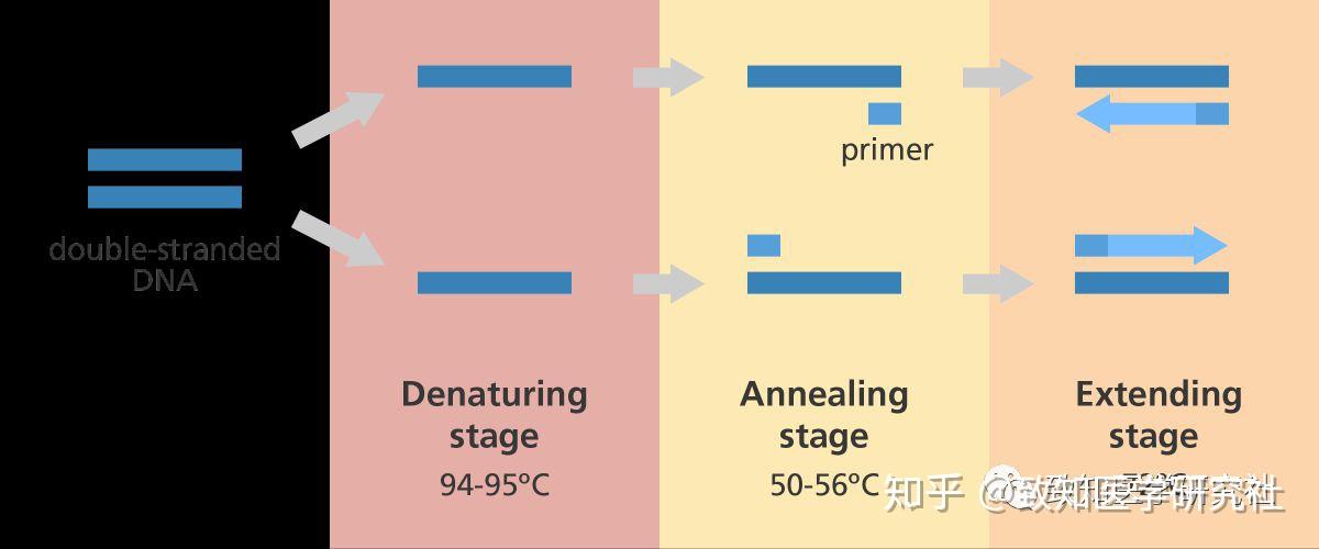 8分钟掌握PCR核心原理 知乎
