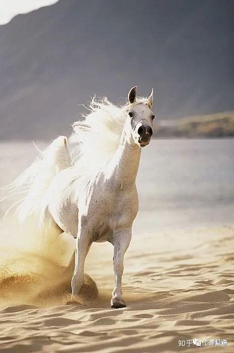 属马的今年多大了