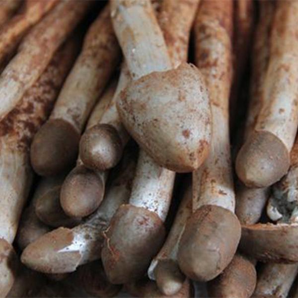 鸡枞又名鸡宗,鸡松,鸡脚菇,蚁枞等,是一种美味山珍,称之为菌中之王,其