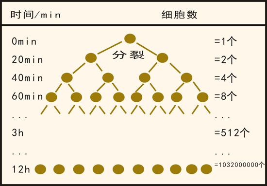 细菌的繁殖速度很快,并且数量惊人.约20~30分钟分裂一次.